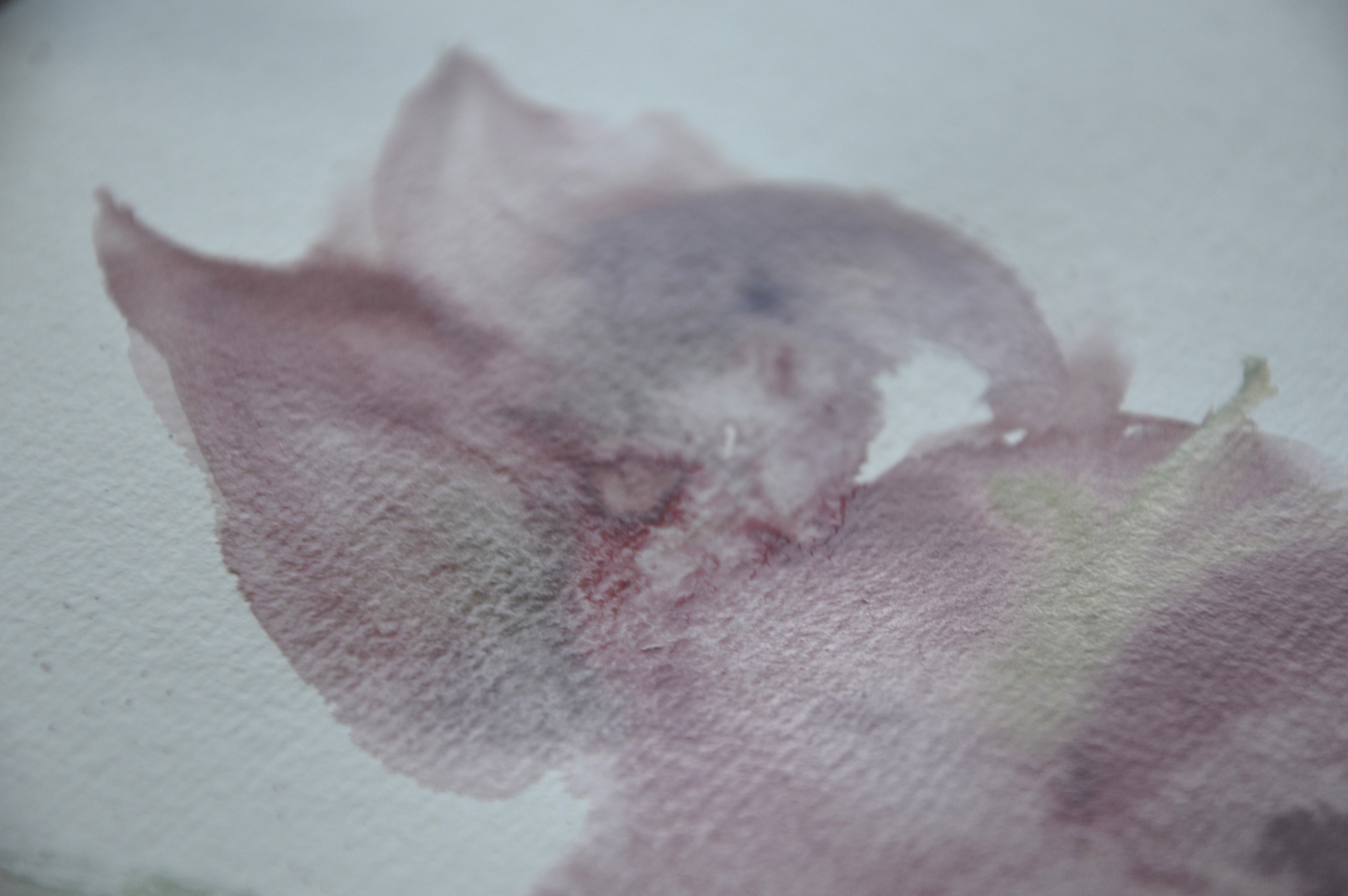 Pink lily watercolor lesson setup