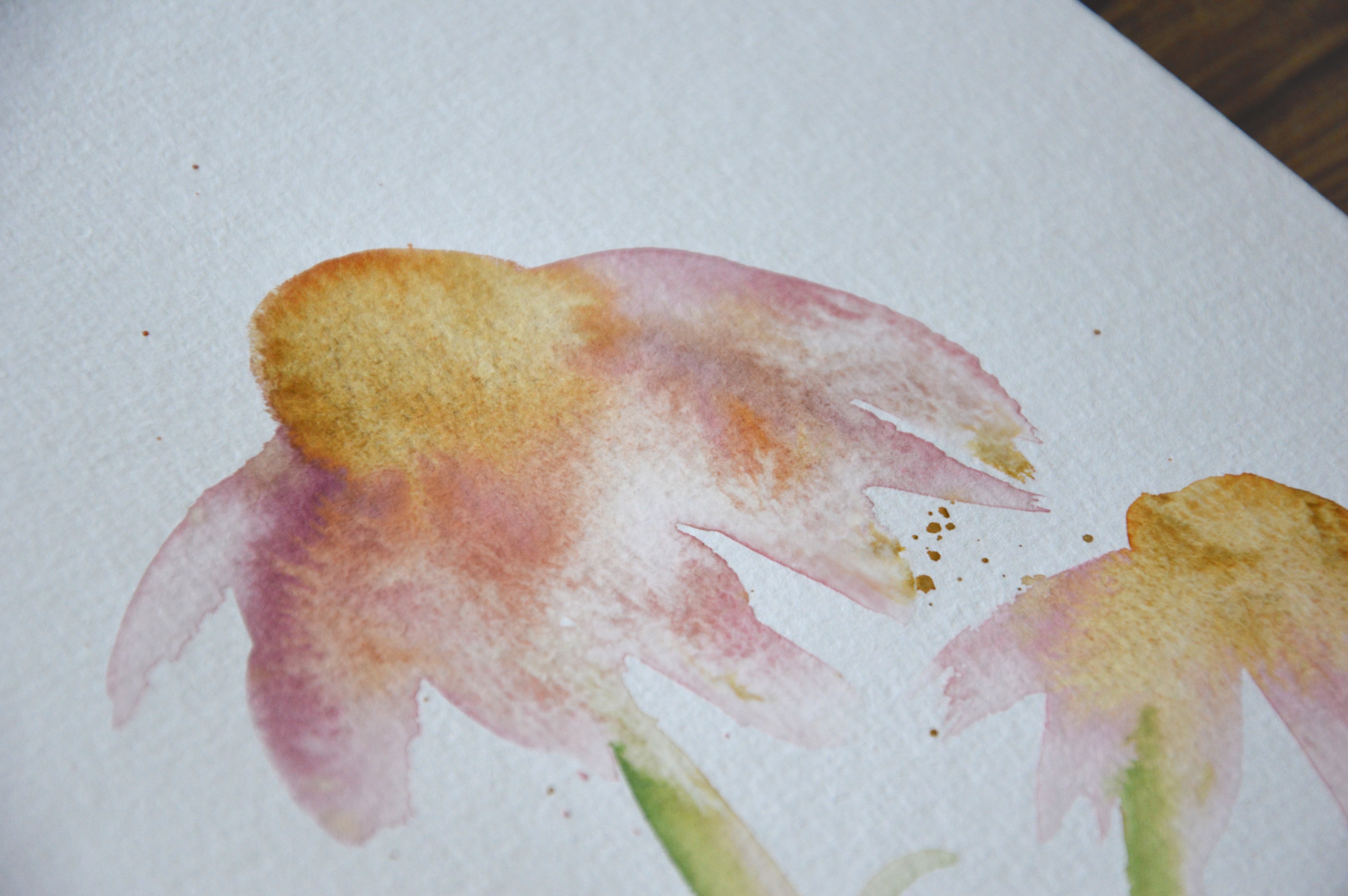 Day 3 Coneflower