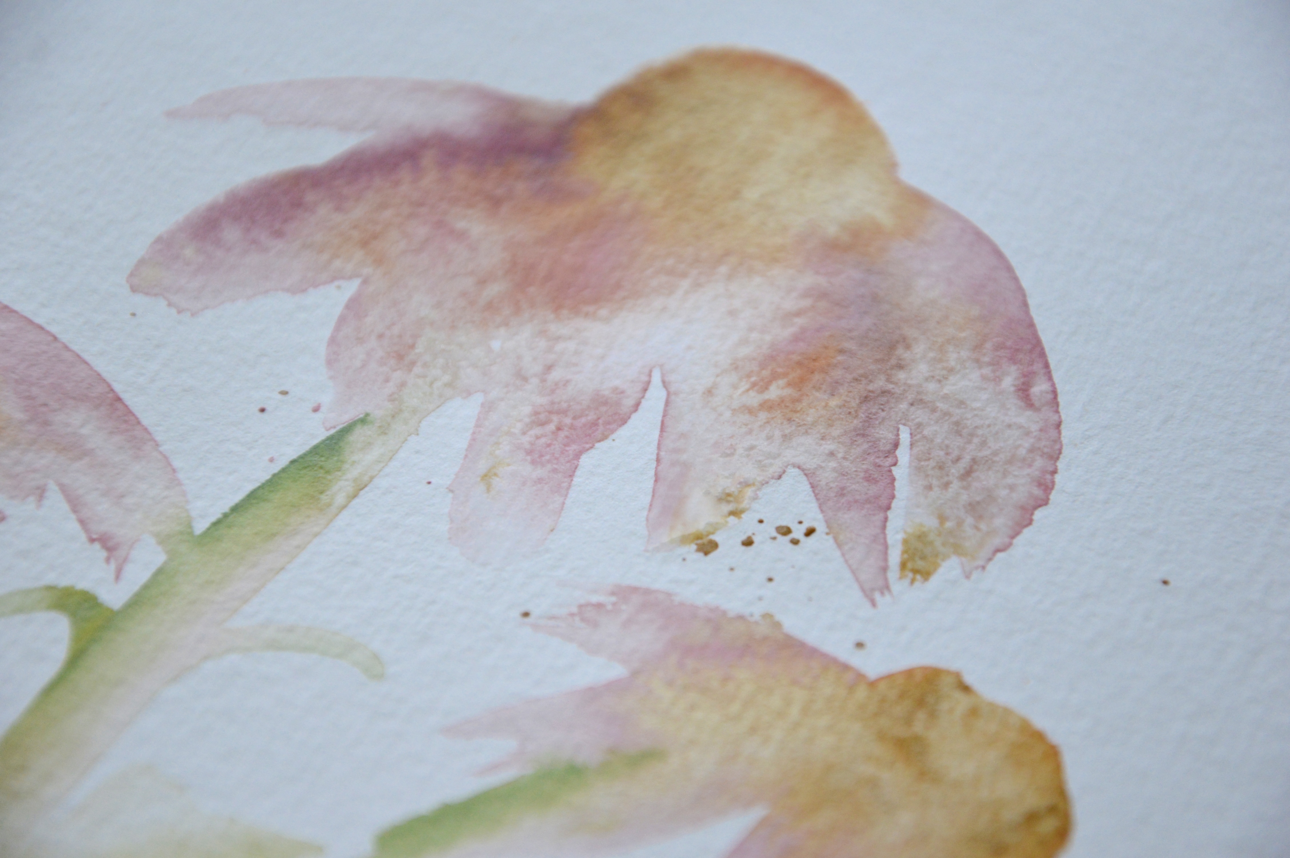 Finished coneflower watercolor