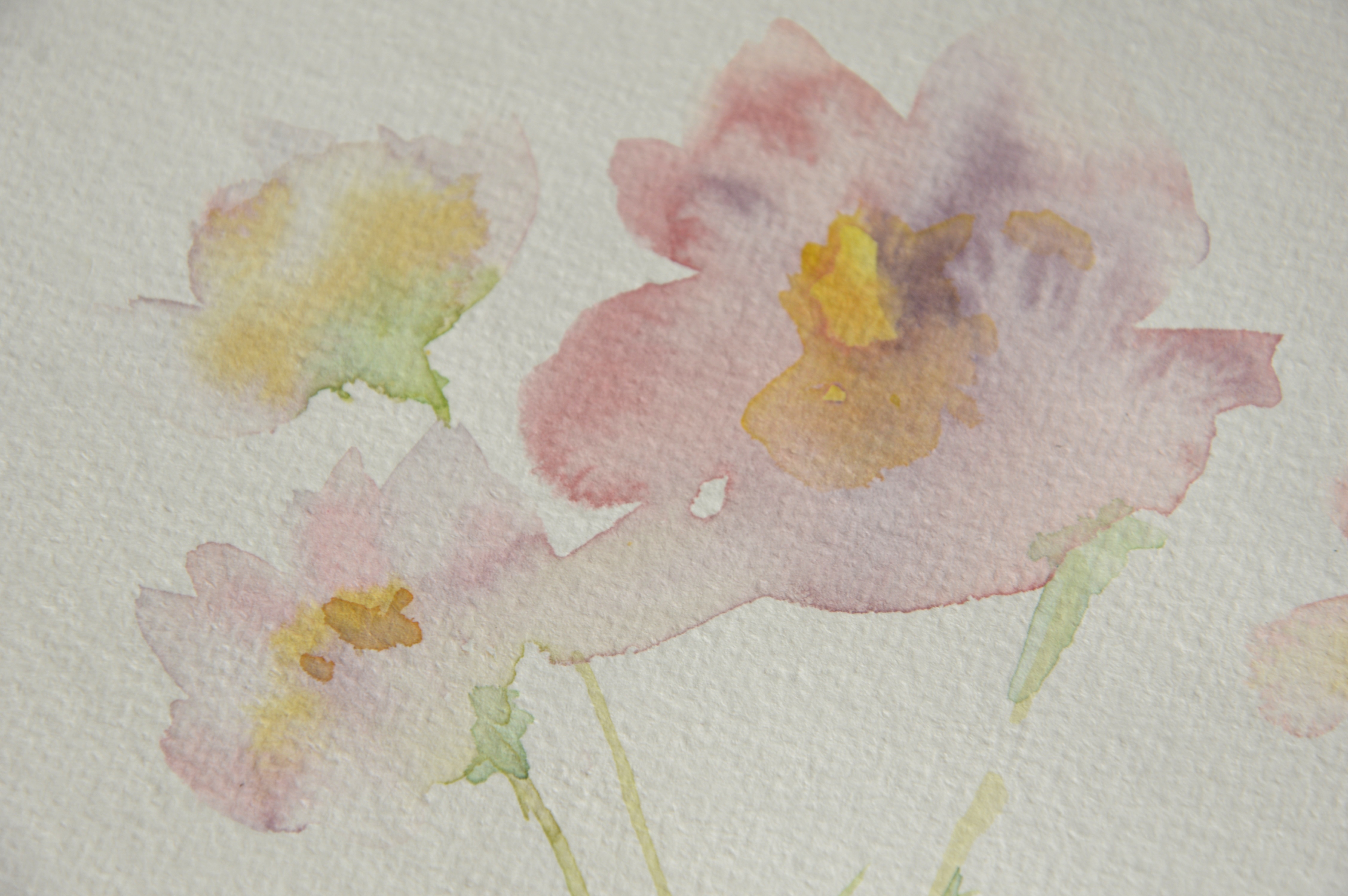 Cosmos watercolor petals