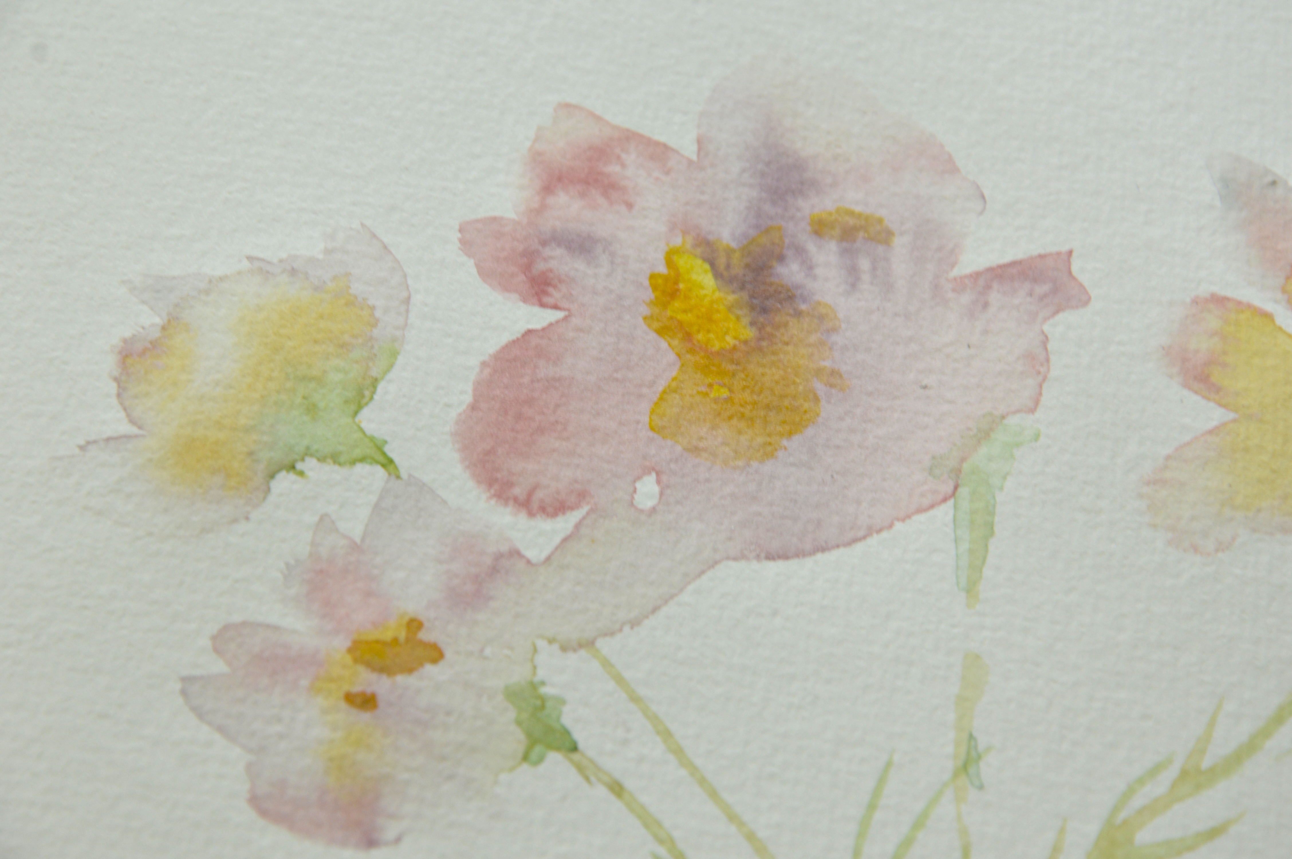 Cosmos watercolor painting close up