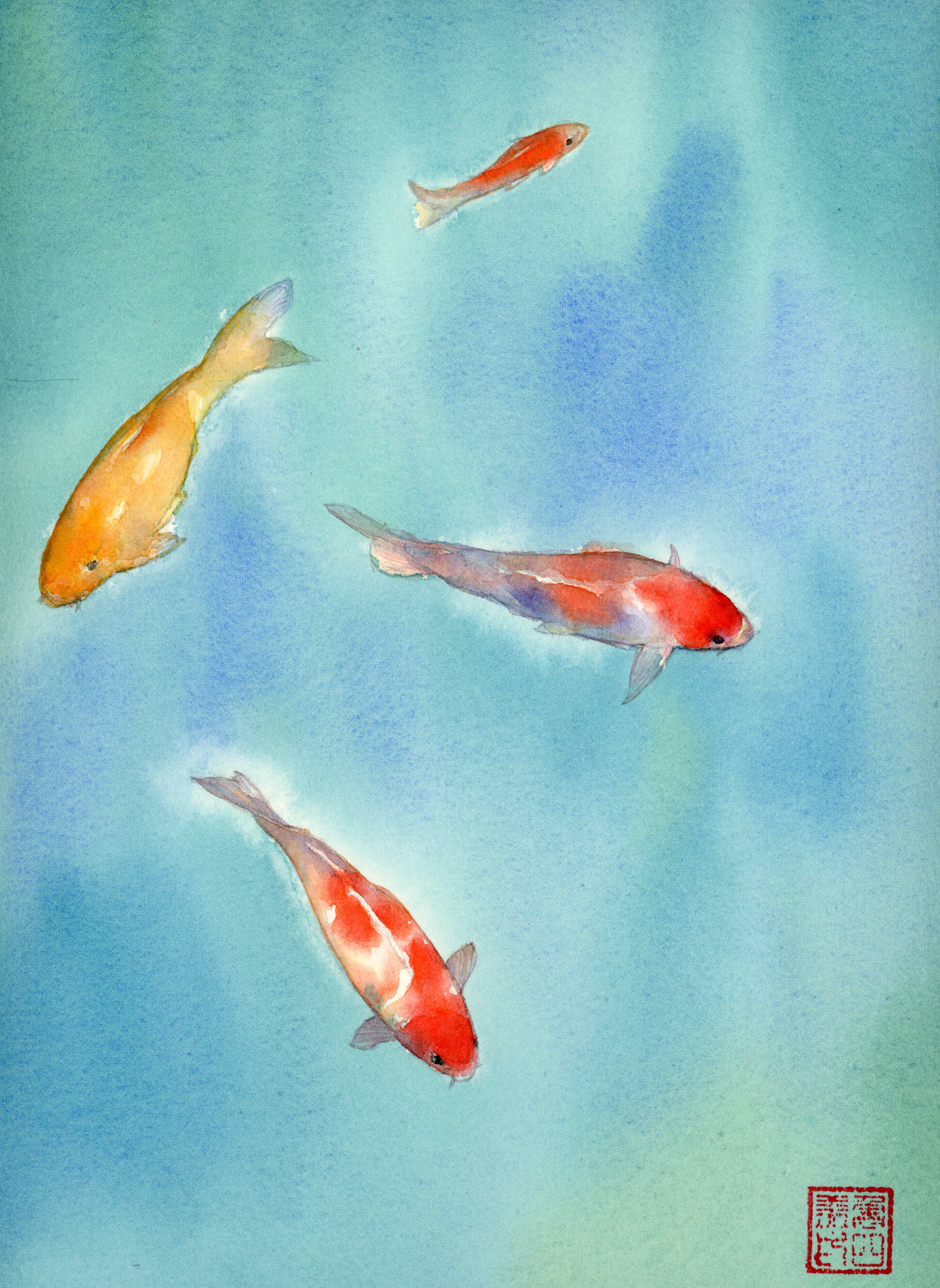 Koi fish - 3